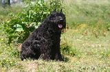 BOUVIER DES FLANDRES 476